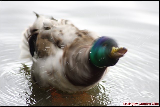 water-off-a-ducks-back.jpg