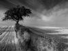 one-tree