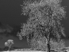 treescape
