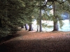 trees